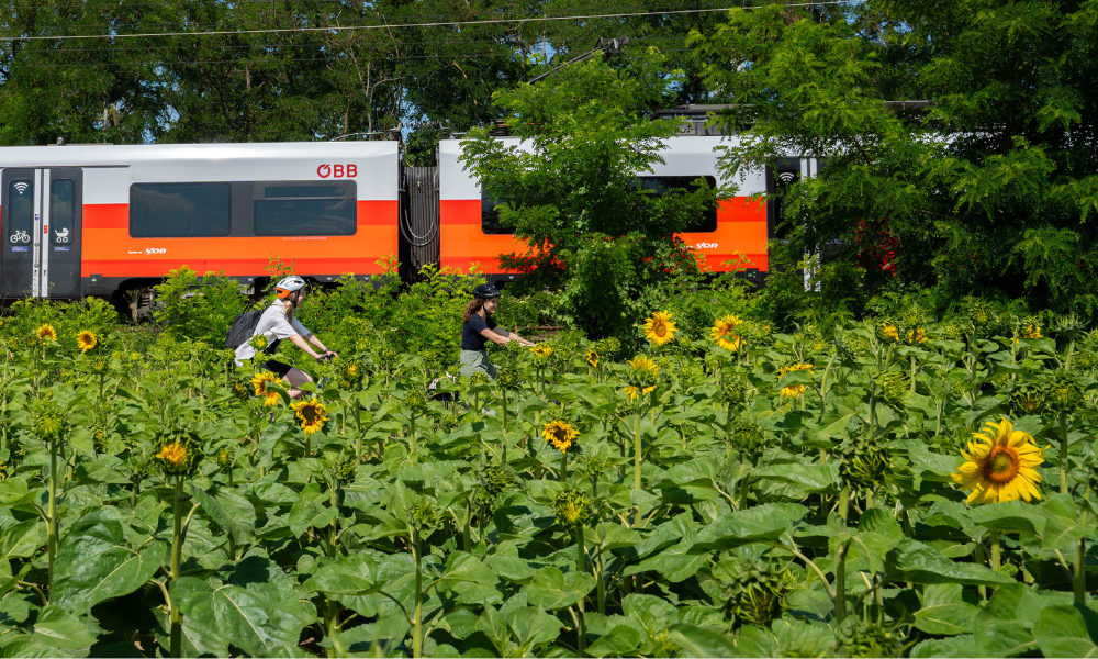Zwei Radfahrende fahren durch ein Sonnenblumenfeld, dahinter ein rot-weißer ÖBB-Zug und grüne Bäume